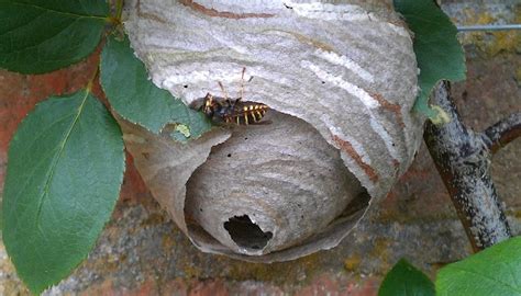 wasps  wasp nest removal acclaim environmental
