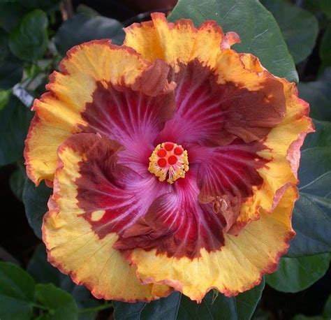 Tropical Hibiscus Tree Care A Guide To Growing Hibiscus Plants Artofit