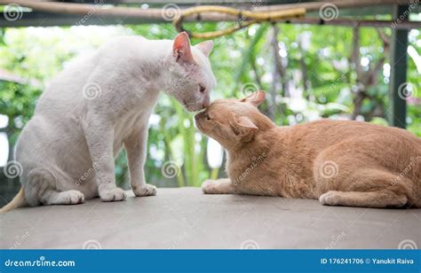 Love Moment Of Kitty Cat Stock Photo Image Of Mama 176241706