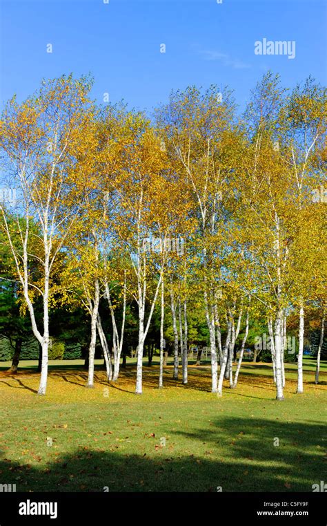 White Birch Trees Hi Res Stock Photography And Images Alamy
