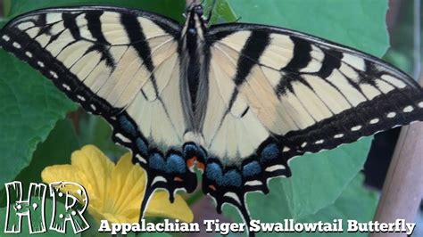 Appalachian Tiger Swallowtail Butterfly Papilio Appalachiensis