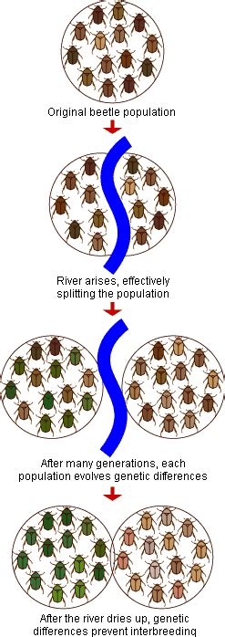 Evolution Of Species Notes Biology Mrs Mccomas