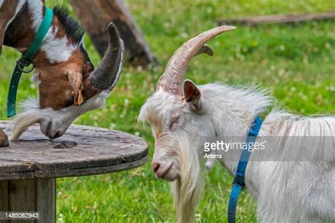 Petting Zoo Farm Photos And Premium High Res Pictures Getty Images