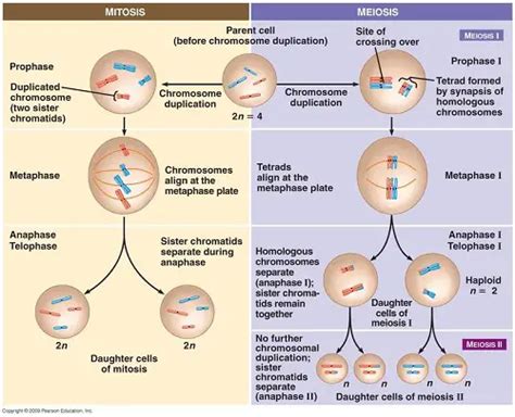 Stages Of Mitosis And Meiosis My XXX Hot Girl
