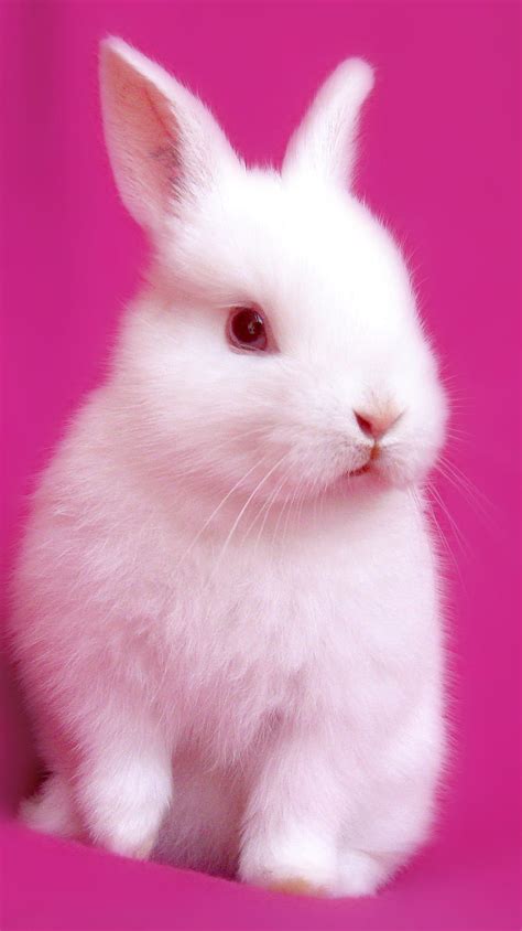 Bunny Cute Hd Phone Wallpaper Peakpx