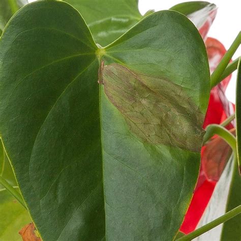 We did not find results for: Why Does My Anthurium Have Brown Leaves?