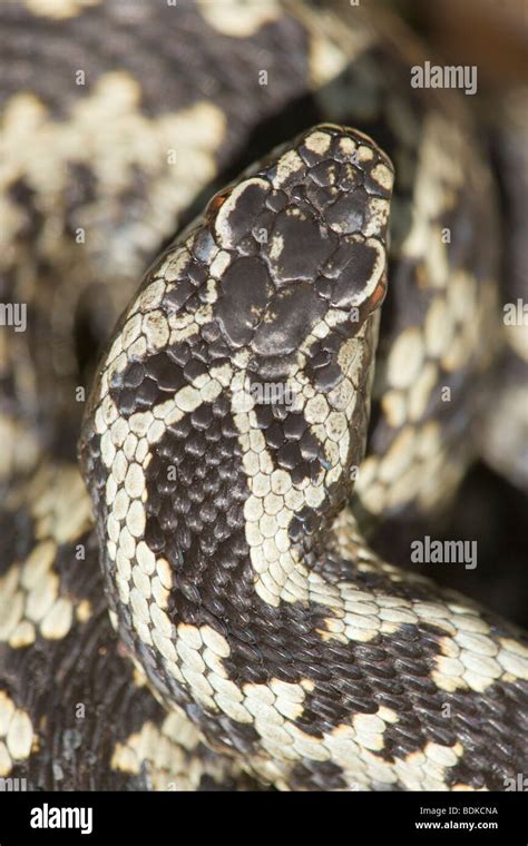 Adder Or Northern Viper Vipera Berus Male Head Showing Typical