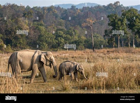 Wild Asian Elephant Mother With Her Calf Walking Together In Pattern In