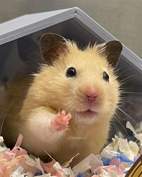 Cute Hamsters에 있는 Cathy Byrne님의 핀 2023 웃긴 동물 사진 애완동물 동물
