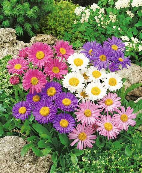 Aster Dwarf Mixed Parkers Wholesale