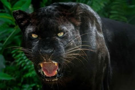 5 Fascinating Black Animals You Need To Know About