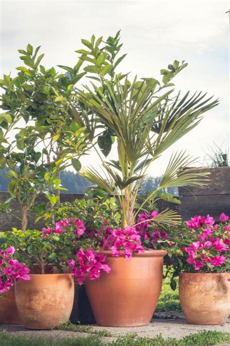 Read on to learn about the plant types that work best for privacy and how you can use them in your landscape. Green Screens: Fast-Growing Privacy Plants For Your Patio ...
