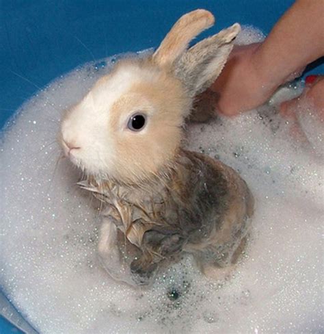 25 Cute Animals Taking Baths 25 Pics Amazing Creatures