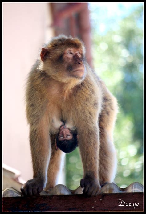 Mamá Mono Los Monos De Gibraltar Son Los únicos Primates S Flickr