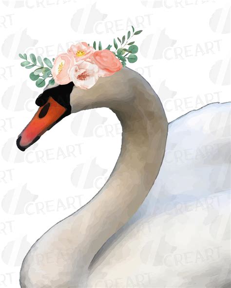 Black Swan And White Swan With Blush Floral Crown Clip Art 291698