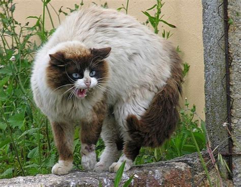 How To Tame A Feral Kitty Feral Cat Wikipedia Getting The Animal To