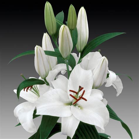 Siberia Oriental Lilies Buy Oriental Lily Bulbs Online Bulbs Direct