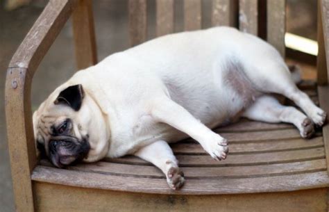 Overgewicht Overweight Dog Pet Insurance Reviews Sick Pets
