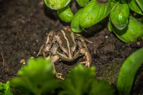 Do Frogs Eat Plants What Do Plants Frogs Eat Flourishing Plants
