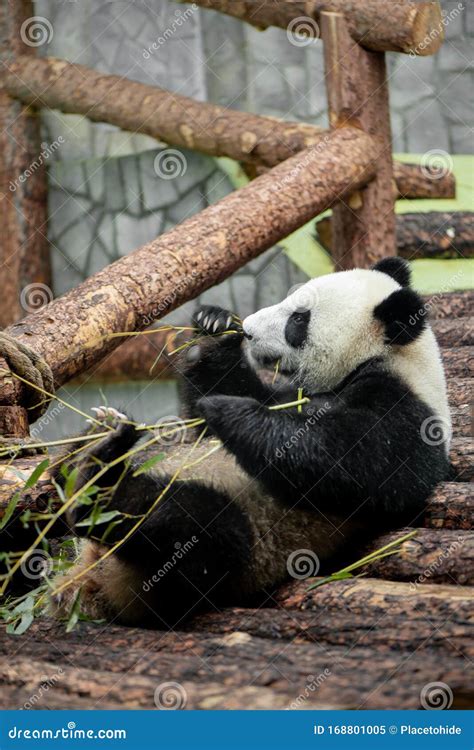 Cute Giant Panda Eating Bamboo In The Zoo Stock Image Image Of Lovely