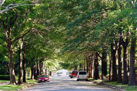 In Praise Of Street Trees — Strong Towns