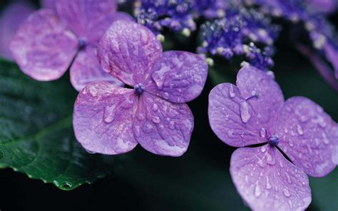 Purple Hydrangea Wallpapers Top Free Purple Hydrangea Backgrounds