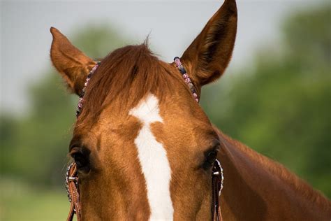 Horses 101 Fun Facts Breeds Cost Care Riding Etc Artofit