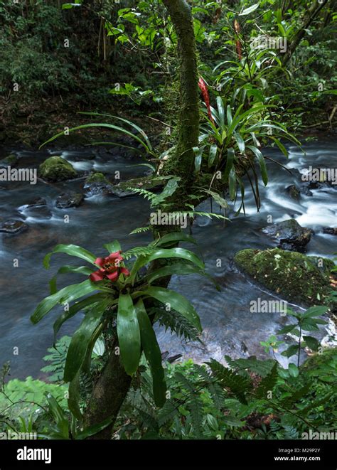 Bromeliads In The Atlantic Rainforest Stock Photo Alamy