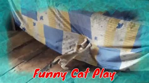 Naughty Pussy Cat Play With Betal Nuts And Bed Sheet Youtube