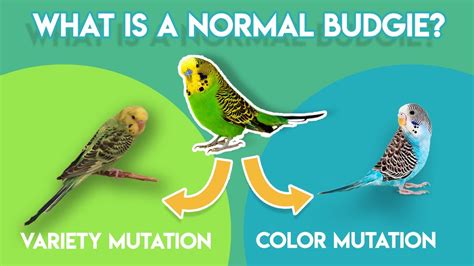 What Is A Normal Budgie Color And Variety Mutation Youtube