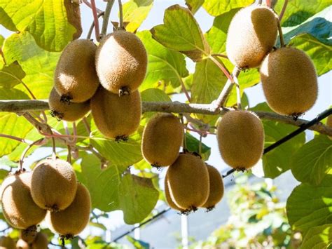 Kiwi Fruit Harvest When And How To Pick A Kiwi