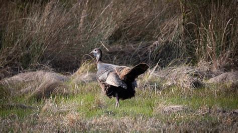 Maryland Hunters Achieve Record Wild Turkey Harvest In 2023
