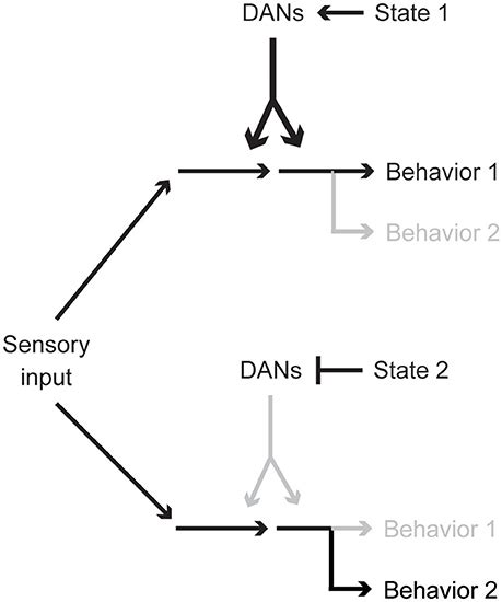 frontiers behavioral modulation by spontaneous activity of dopamine neurons