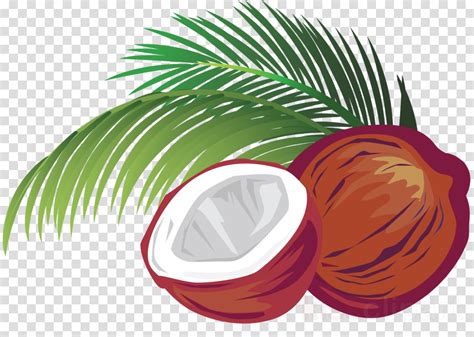 Coconut Clipart Illustration Coconut Illustration Transparent Free For