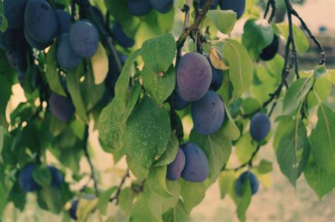 Images Gratuites Arbre La Nature Branche Fruit Feuille Fleur