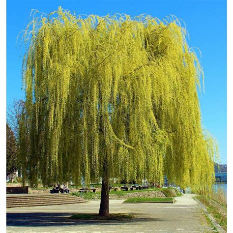 Online Orchards Golden Weeping Willow Tree Bare Root 3