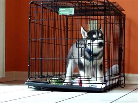 Crate training a puppy should always be a gradual process and dog owners should avoid rushing at all costs. Siberian Husky Puppy HATES his crate - YouTube