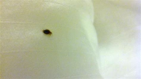 Bed Bug On Pillow Picture Of Holiday Inn Express Garden Grove
