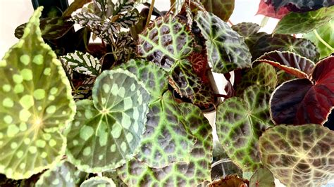 Begonias Begonia Types Detailed Care Guide Tips On How To Make