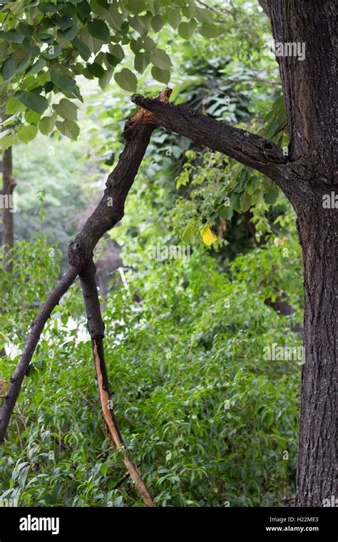 Broken Branch After Hi Res Stock Photography And Images Alamy