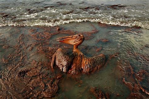 Pelican Totally Covered With Oil Deepwater Horizon Oil Spill