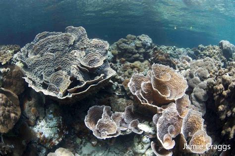Helping Corals Resist Climate Change Erc