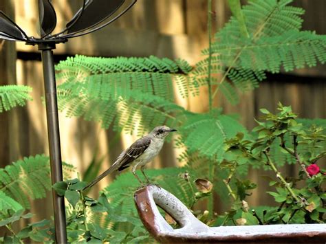These Are The Benefits Of Attracting Birds To Your Garden