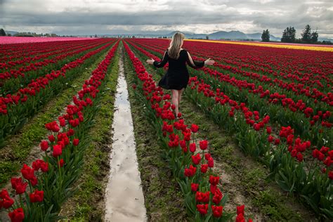 Skagit Valley Tulip Survival Guide Tulips Photography And Wine