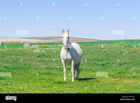 White Horse In The Countryside Staying Relaxed Stock Photo Alamy