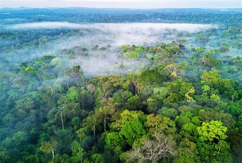 Amazon Rainforest Brazil Nut Tree