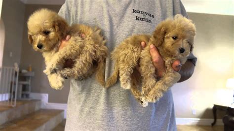 tropico kennels fb tiny toy micro mini goldendoodle puppies youtube