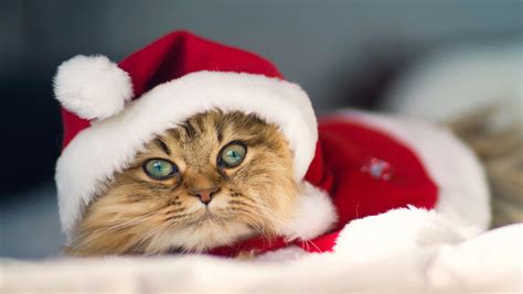 Funny Cat Christmas Uniforms Wallpaper High De 10660