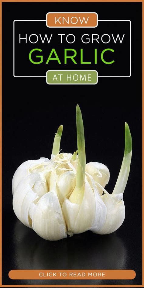 How To Grow An Endless Supply Of Garlic Indoors Indoorgardenideas