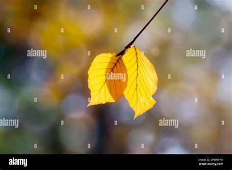 Beech Tree Leaves Beech Trees Leaf Stock Photo Alamy